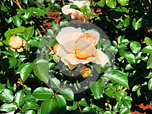 White and pink roses flowers blooming inside Elizabeth Park rose garden