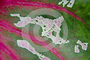 White and pink shapes of striped and vien on green floor of calidium leaf