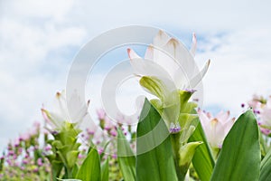 White Pink Siam Tulip (Patumma) flower in garden