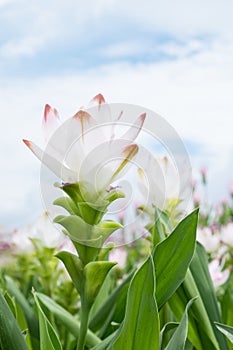 White Pink Siam Tulip (Patumma) flower in garden