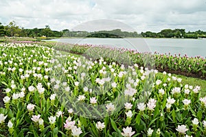 White and Pink Siam Tulip (Patumma) flower garden along the lake