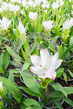 White Pink Siam Tulip (Patumma) flower in pot