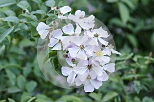 White and Pink Small Flowers