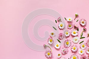 White and pink spring daisy flowers on pink background.