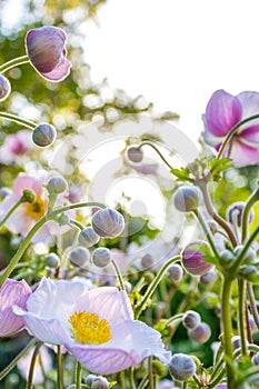 White pink spring flowers, anemone field