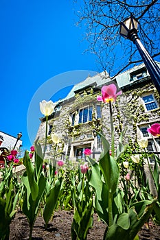 White and pink spring tulip in front of the Saint-Hyacinthe City Hall