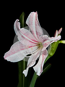 White and pink star lily