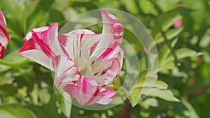 White with pink stripe on petal tulip. Red with a white margine, early summer tulip blooms in a garden. Close up.