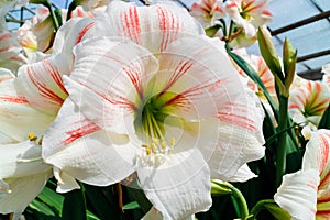 White with pink stripes Amaryllis flower close-up.