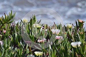 White and pink succulent ice plant flower by the sea