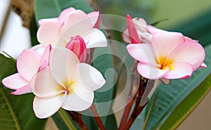 White and pink tropical plumeria frangipani spa flowers blooming on a tree