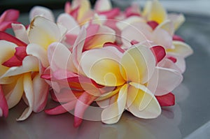 White and pink tropical plumeria lei