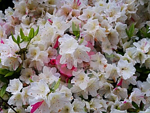 White & Pink Tsutsuji flowers wall