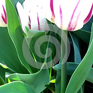 White and pink tulip close up