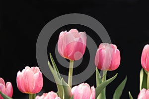 White and pink tulip flower on black background