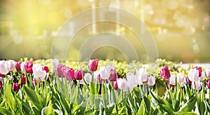 White and pink tulip flowers.