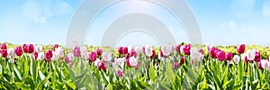 White and pink tulip flowers blooming in a tulip field.