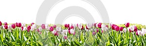 White and pink tulip flowers blooming in a tulip field.