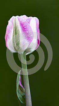 White and pink tulip after rain