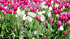 White and Pink Tulips - a Dream of Spring