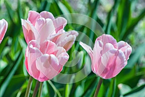 White pink tulips in the natural environment rejoice in the sun and insects.