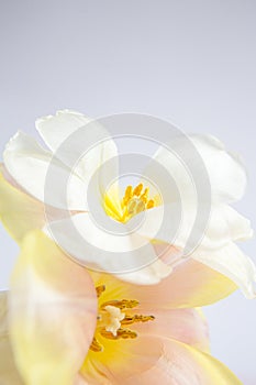 White and pink tulips on a purple background with a peach silk ribbon. White flowers. Macro image. Place for text. Greeting card.