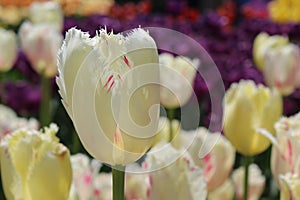White and Pink Tulips with Yellow and Purple Tulips in the Background