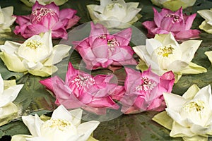 White and pink water Lilies