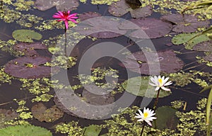 White and pink water lillis with algae