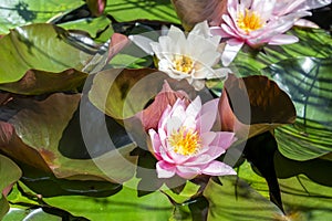 White and pink water lily flowers with leaves on the water