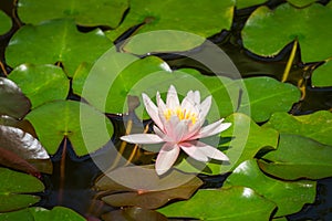 White with pink water lily or lotus flower Marliacea Rosea. Beautiful waterlily