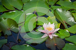White with pink water lily or lotus flower Marliacea Rosea. Beautiful waterlily. Flower landscape for wallpaper