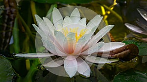 White with pink water lily or lotus flower Marliacea Rosea in garden pond. Magic close-up ofnymphaea with water drops