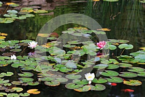 White and Pink Water Lily on a Pond
