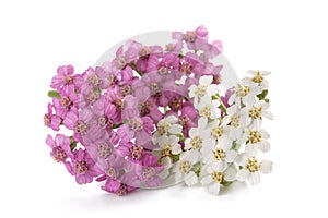 White and pink yarrow
