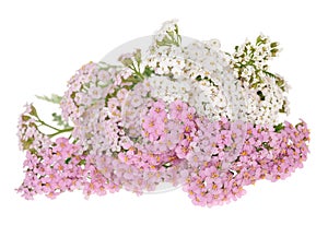 White and pink yarrow
