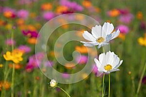 White,Pink and yellow cosmos flower field background.Beautiful cosmos flower natural garden in countryside.Flower field in summer