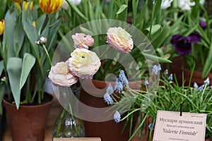 white, pink, yellow, delicate, fresh buds Buttercup ranunculus in Botanical Garden of Moscow University `Pharmacy Garden` or `Ap