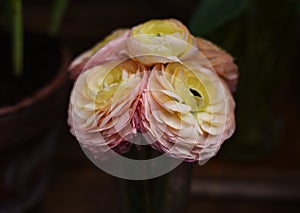 white, pink, yellow, delicate, fresh buds Buttercup ranunculus in Botanical Garden of Moscow University `Pharmacy Garden` or `Ap