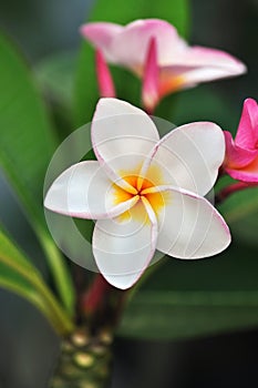 White , pink and yellow Plumeria blossom. (frangipani flowers, Frangipani, Pagoda tree/Temple tree)