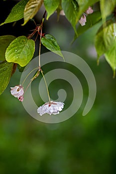 White  pinkish fruit tree blossom surrounded by green