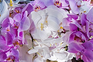 White and pinl color orchids with natural light.