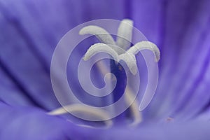 White pistil inside violet flower