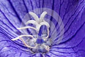 White pistil inside violet flower