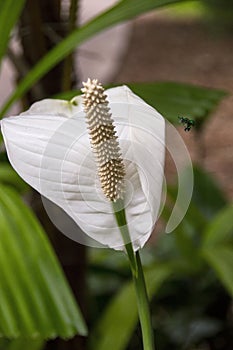 White pistil and petal