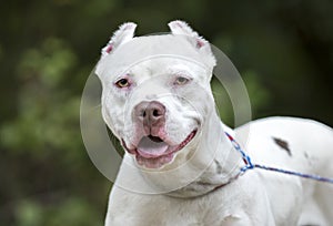 White pit bull dog with cropped ears