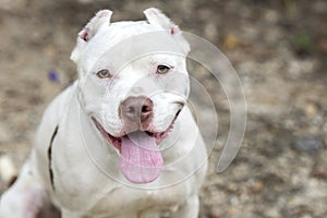 White pit bull dog with cropped ears panting