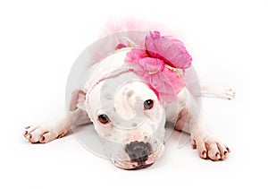 White Pit Bull Dog Wearing Pink