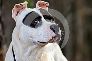 White Pit Bull Profile