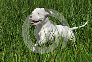 White Pit Bull Puppy